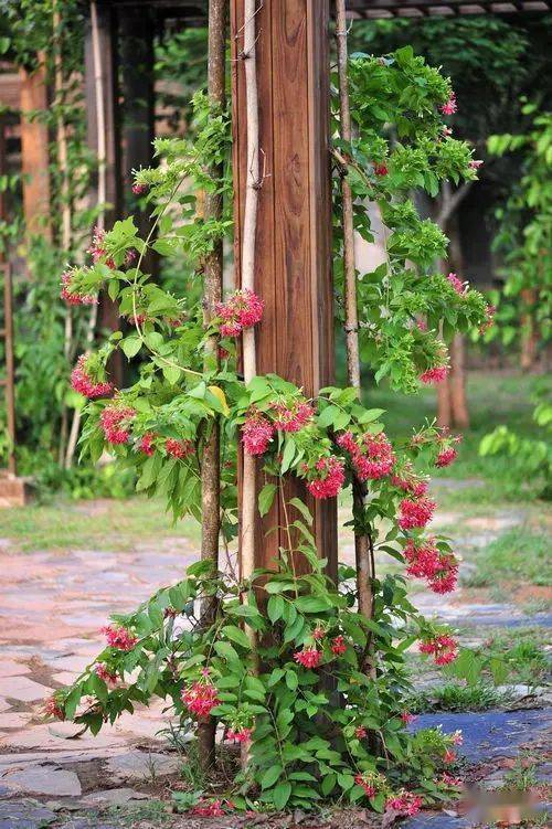 19款爬藤植物随便种一棵美翻整个家