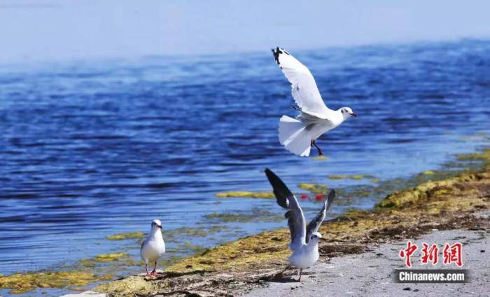 栖息地|水鸟翱翔、锦鳞浅底、河清湖宴……这个大湖如此多娇！