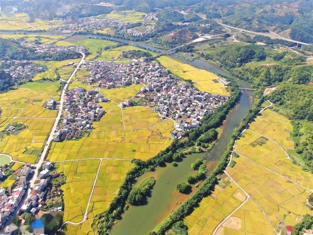 有种魂牵梦绕的乡愁叫闽西田野金色的秋天