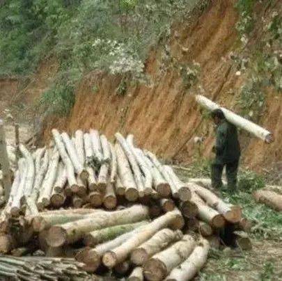 农民砍自家树卖,却遭遇罚款,砍自家的树都不行吗?_农村