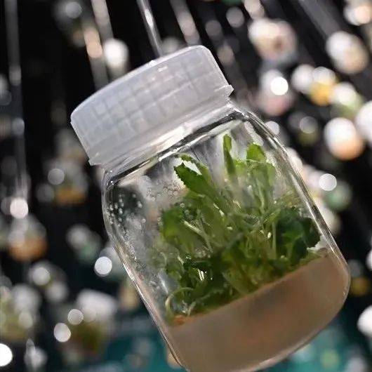 活“色”生“香”的生物多样性成果展_植物所