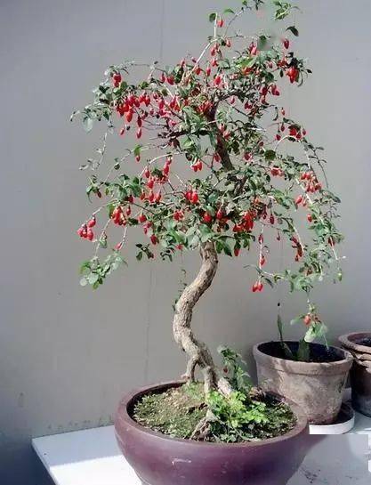 130�� · ������ͥ����ֲ������������֣�