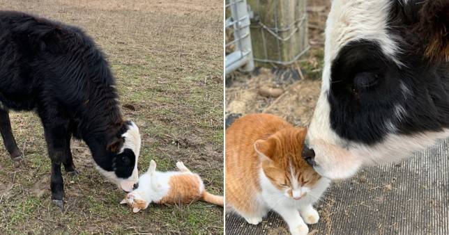 猫和牛成为"最不可能"的亲密好友