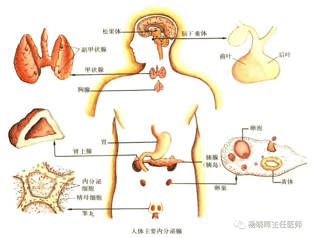 快来看看你是不是属于内分泌失调