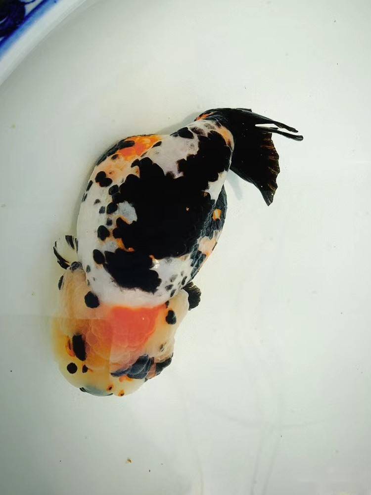 金鱼品种兰寿鱼的饲养与繁殖探析