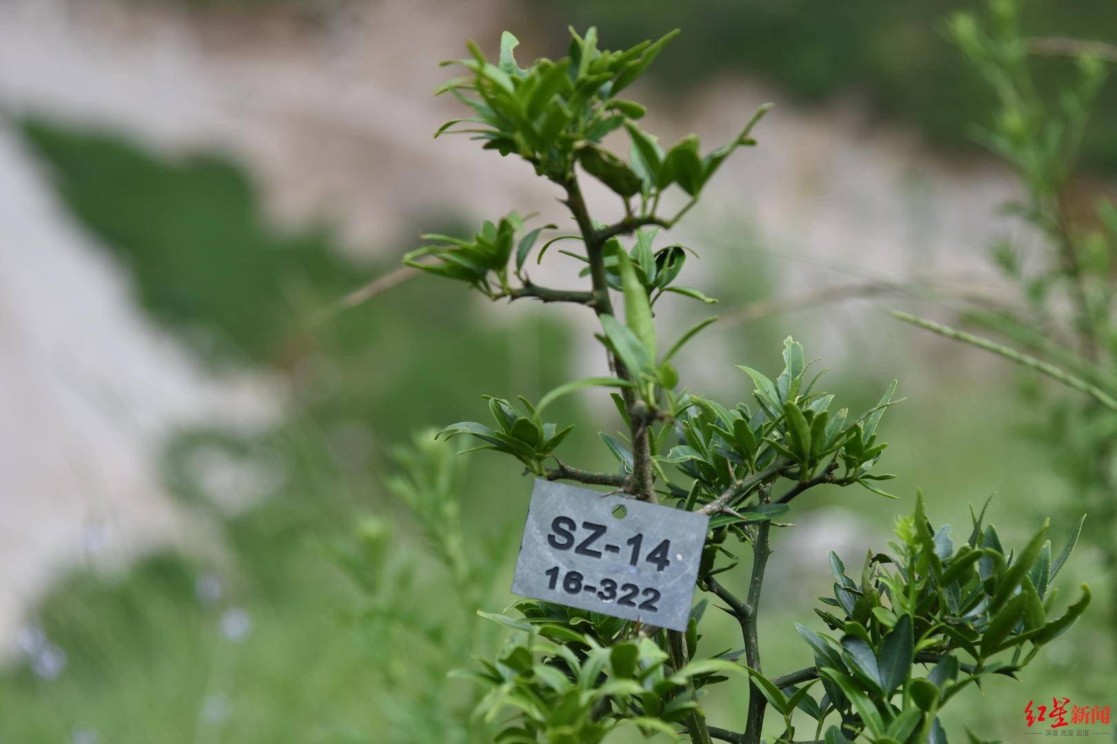 cop15珍稀植物篇富民枳原生地已野外灭绝围墙外竟发现4株遗落凡间的种