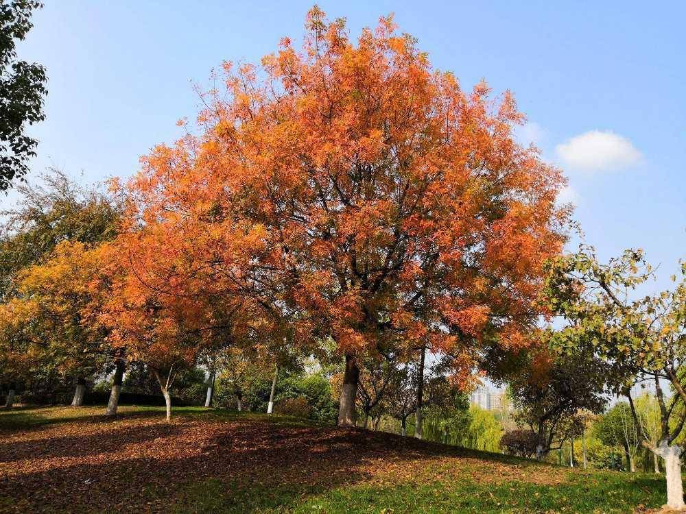 黄连木适合什么地区种植北方可以种植吗