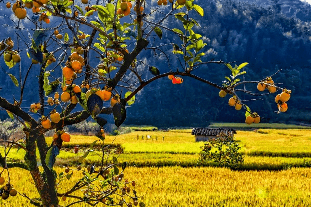 金秋季节,别人是金黄梯田,稻穗颗颗,而利洋村炮弹柿子早已将山野染遍