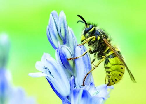 抢救|秋蜂猛于虎，被蜇了该怎么做？