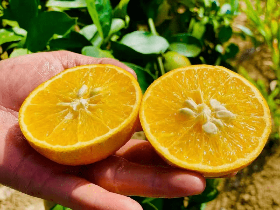 村气温高,光照足,土壤微量元素丰富的自然条件非常适合种植由良柑橘