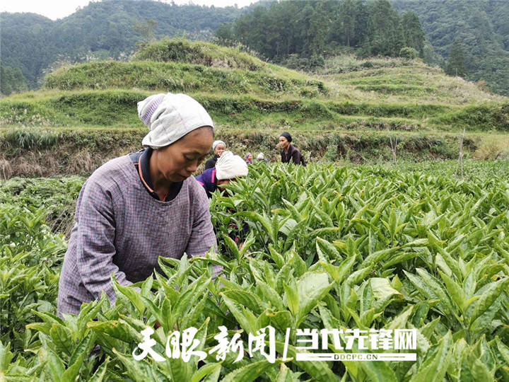 走进乡村看小康剑河县敏洞乡板蓝根托起致富梦中药材喜获丰收