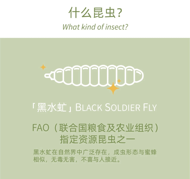 黑水虻是一种什么昆虫