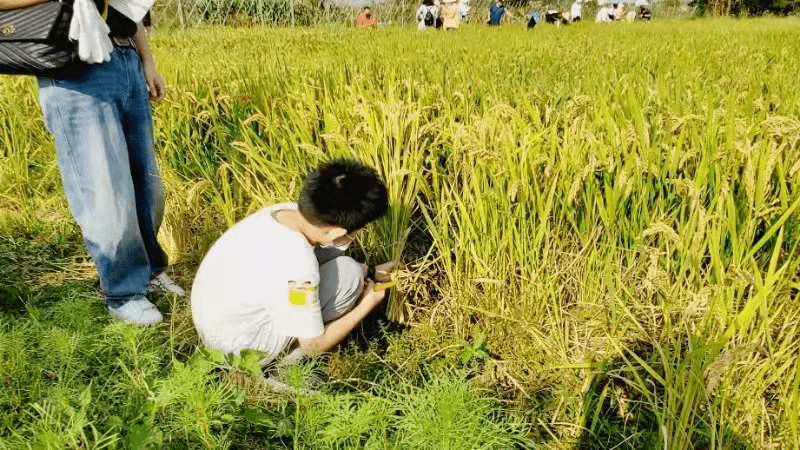 什么时候收大葱好呢 6115fde9b56543be8205fdd3ec35c83e.png