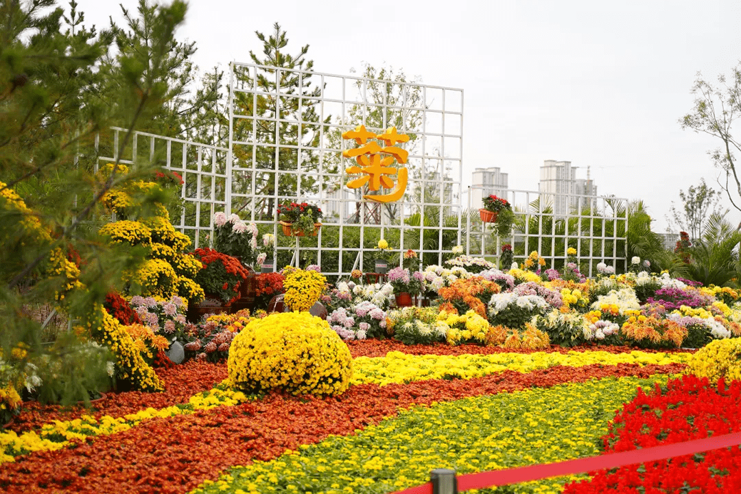 悬崖菊展区6处菊花花园花境造景设置了10组巨型立体景观花坛多种形式