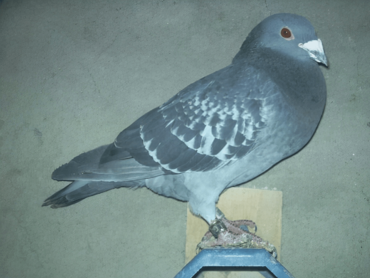 ad445b6ef2f34a14b816076c7e712952.png