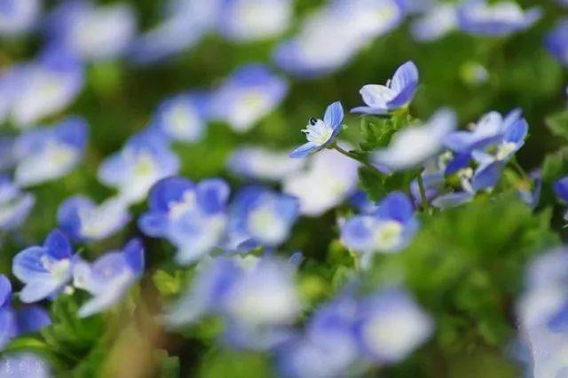 种 高贵典雅的蓝紫色系植物 中国