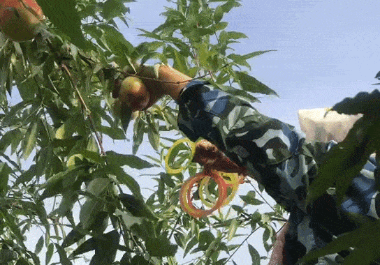 99的人没吃过桃香浓郁一咬流蜜王母娘娘吃了想下凡