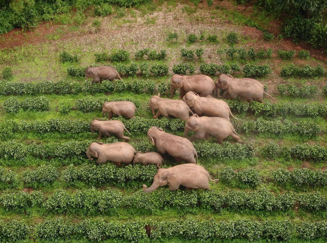 "短鼻家族"长胖了,追象人讲述亚洲象迁徙背后的故事
