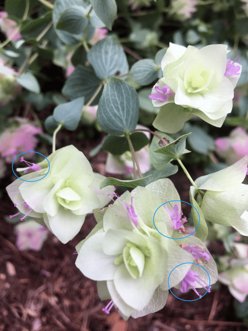 新品 观赏牛至 肯特美女 小众却又高级的园艺植物 值得团 月季