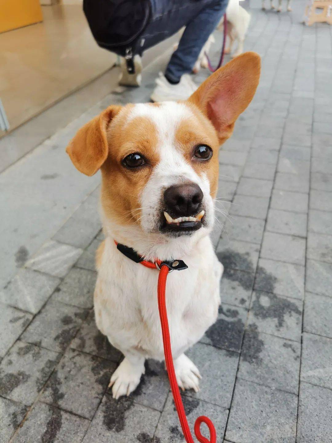 救助人联系方式: 待领养狗狗:龅牙仔 男生,一岁 疫苗齐,已绝育