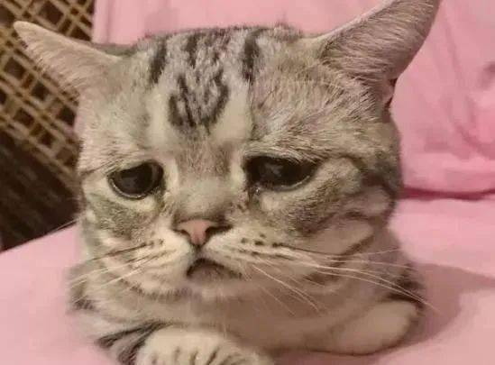 给猫咪洗了个澡,结果它竟不声不响的哭了,这小模样让人心疼不已