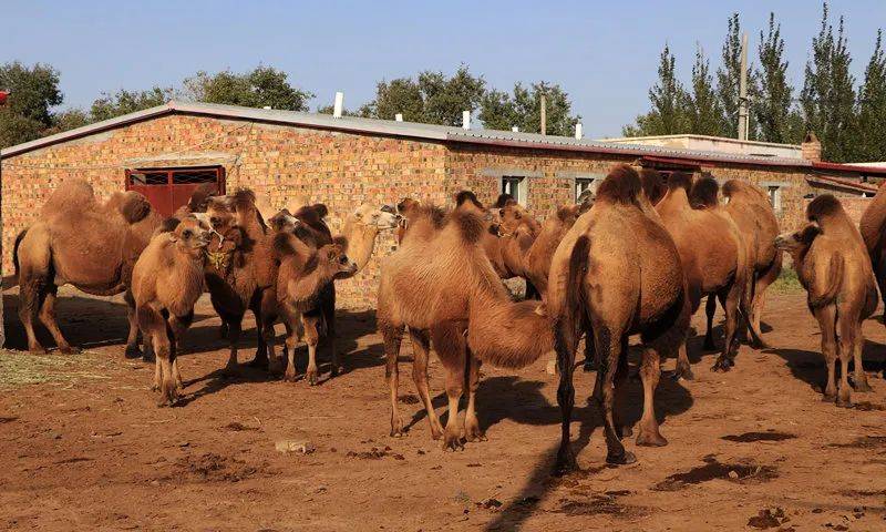 精河县茫丁乡骆驼养殖敲开农户致富门