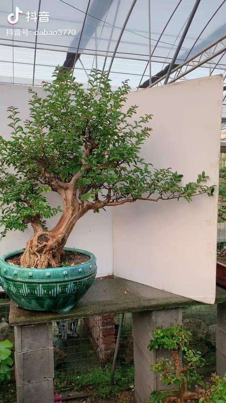 原生的紫薇老桩养花我是认真的盆景艺术