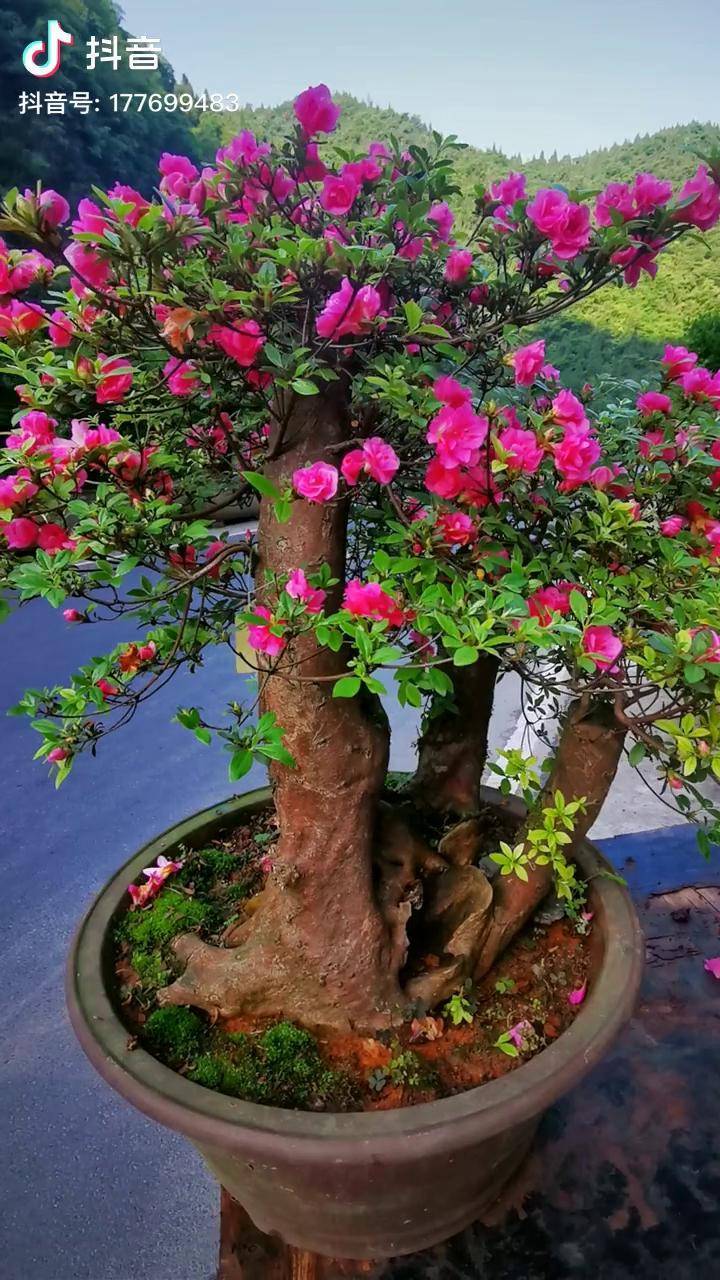 皋月杜鹃小玫瑰