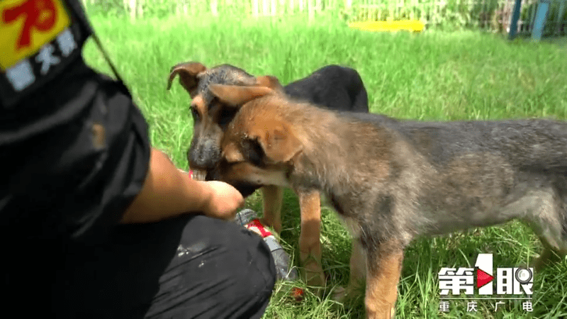 警犬奶爸求助 给我两个 宝贝 取个名吧 童曦