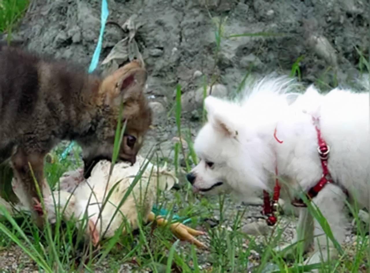 11年前,把狼当儿子带回家的成都女孩,10年后在草原与它再次相认