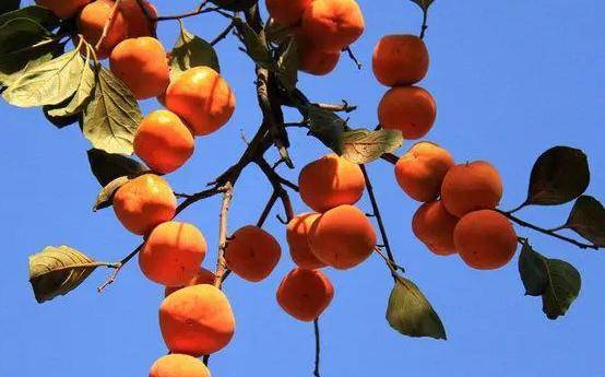 食物|一个没忍住，杭州大伯胃里长出“石头”！这种水果最近大量上市，但有些人要注意