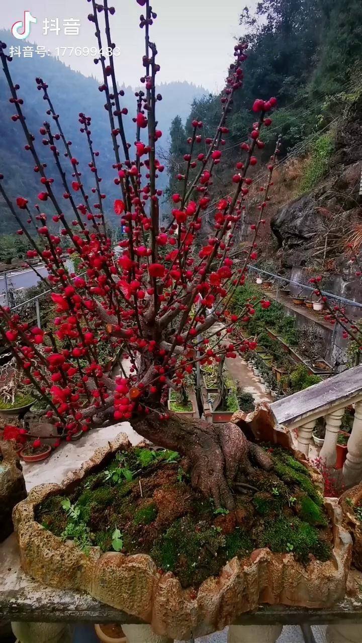 梅花乌羽玉开花图片图片