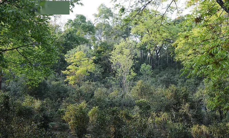 关注cop15丨生物多样性造就独一无二的云南普洱茶