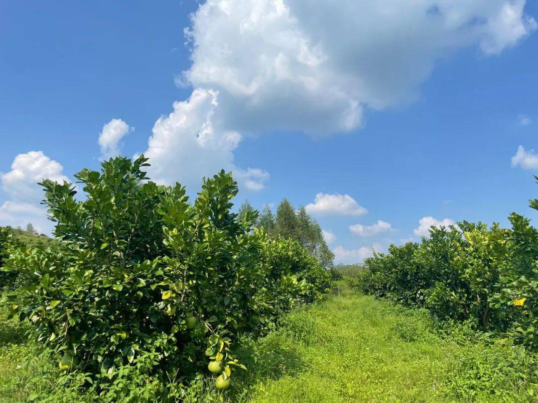 预计总产量30万斤左右!博白最大的青柚种植基地迎来大丰收