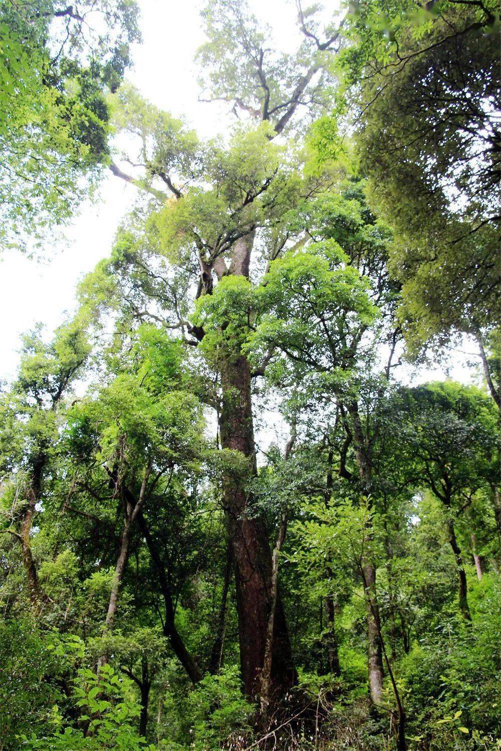 (茶果樟)