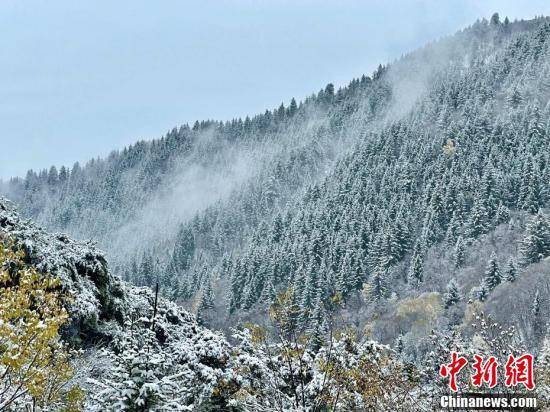 初雪|青海高原“水墨雪景图”：深秋黄遇初雪白