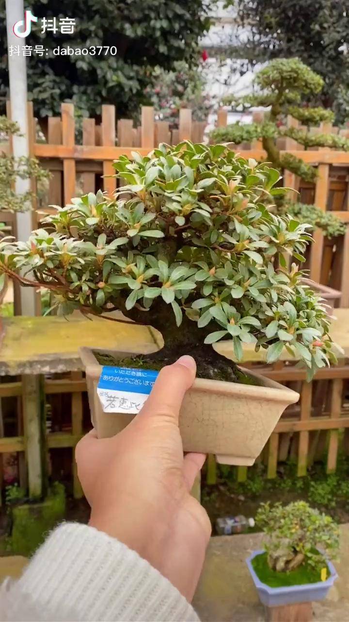 若惠比须杜鹃花