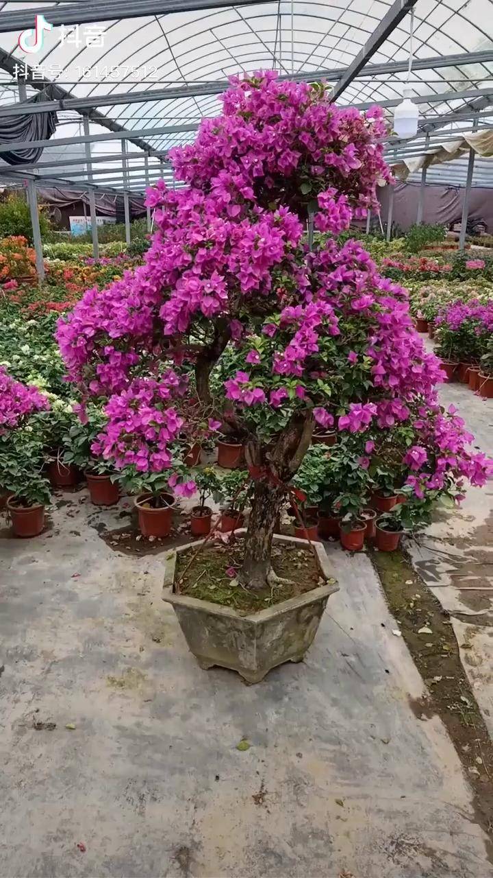 塔紫三角梅喜欢的私信啦