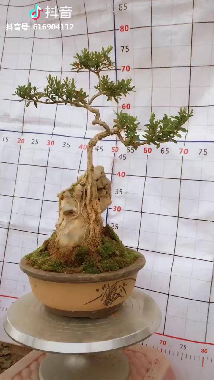 附石黄杨换个新盆