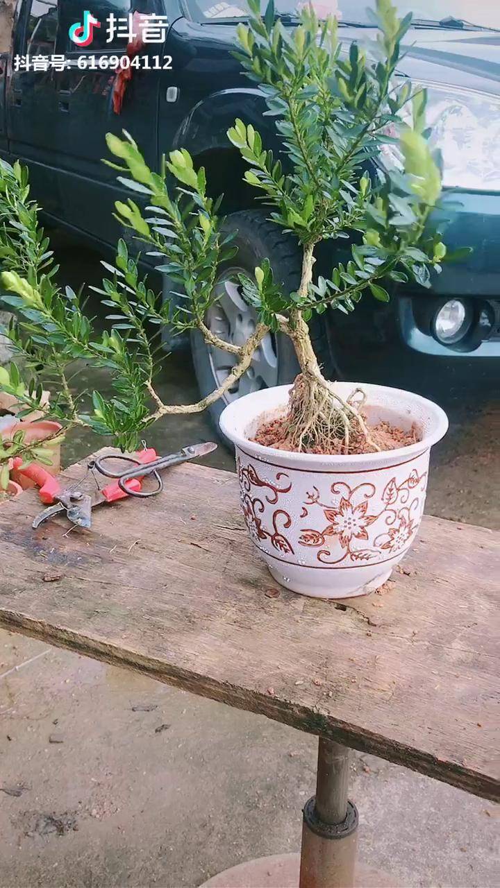 小景悬崖式黄杨