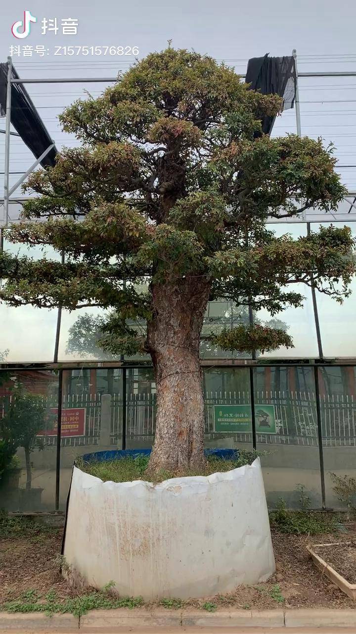 家门口的榆树被我养成了精品地景树可惜的是每年春天都还要花钱去买