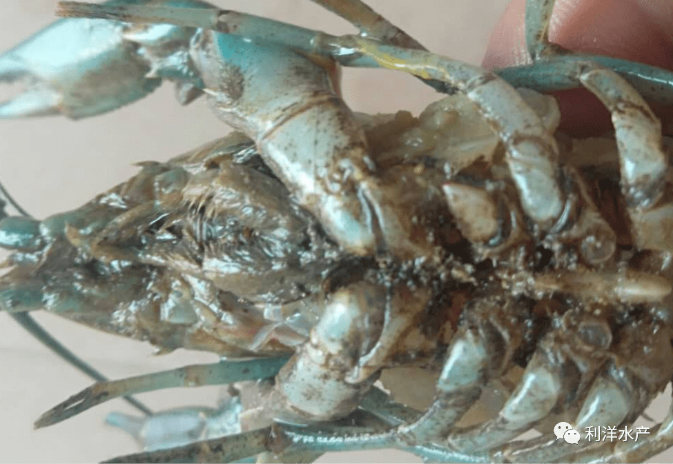 比较固定,它们常位于红螯螯虾触角的基部,步足的基部,腹部的腹面边缘