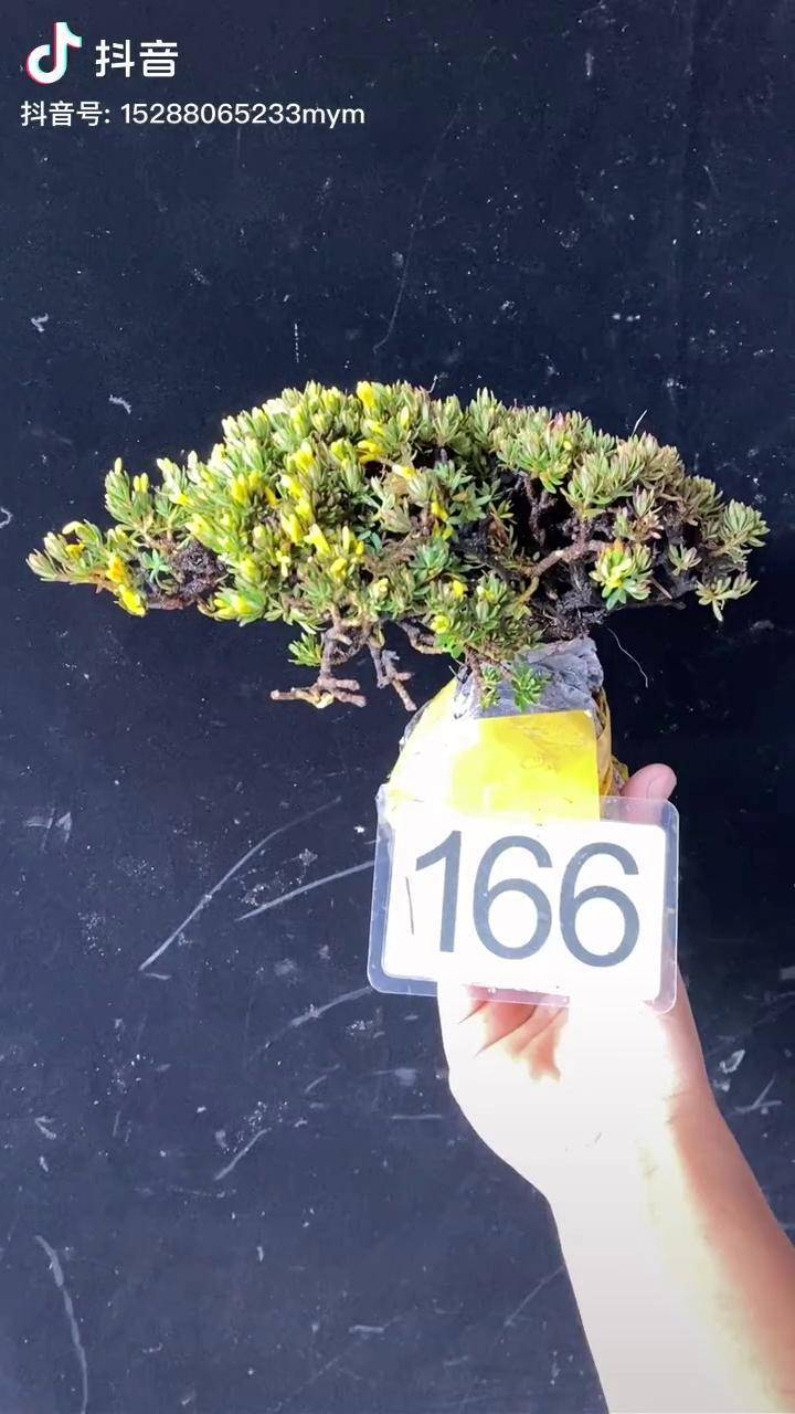 雪山百岁精灵"橙花瑞香"开花特别香!