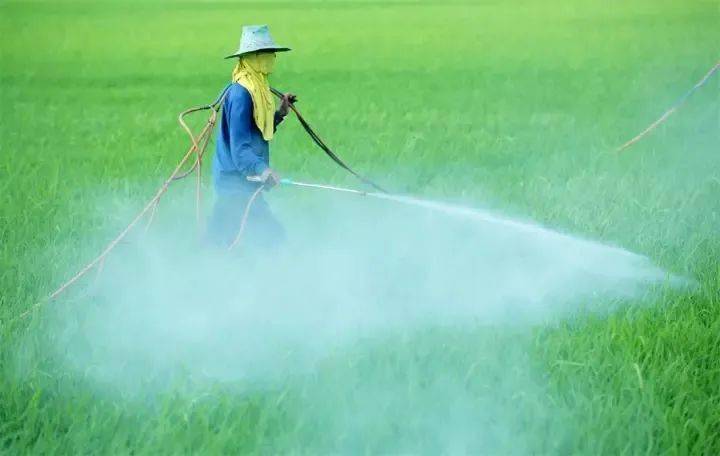 甘薯种植能用吗