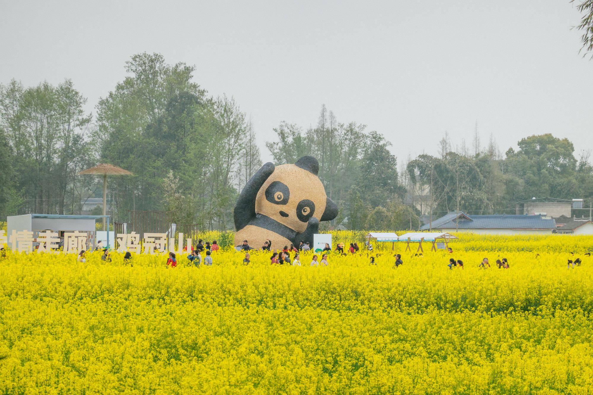 道明竹艺村油菜花图片