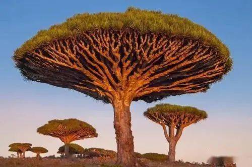 关于树木的世界之最太神奇了我敢保证你一个都没见过