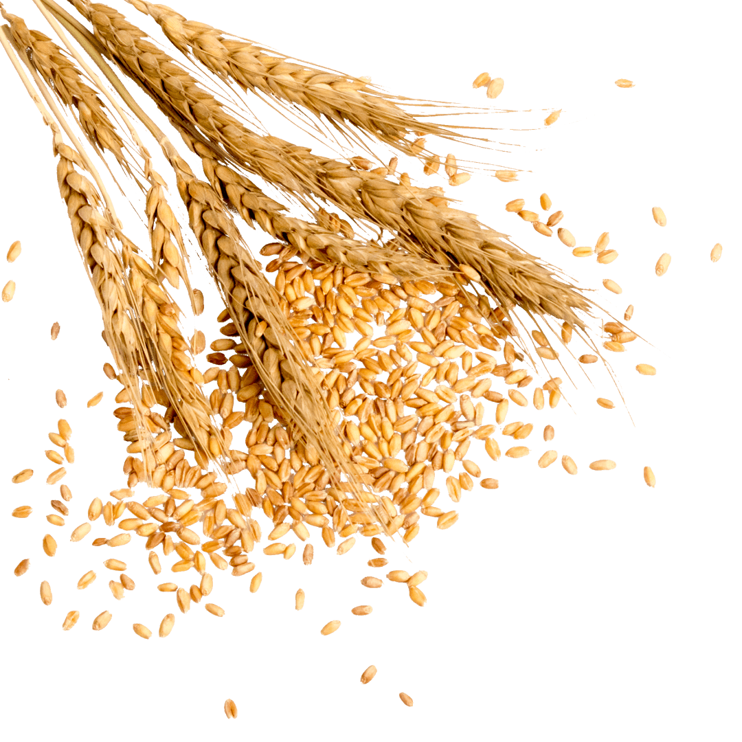 世界主要粮食品种的原产地 527770f457844dd9b790b290ddd260a9.png