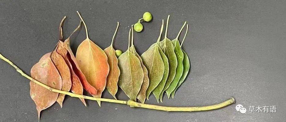 樟树叶调色板游戏带来的启示_自然