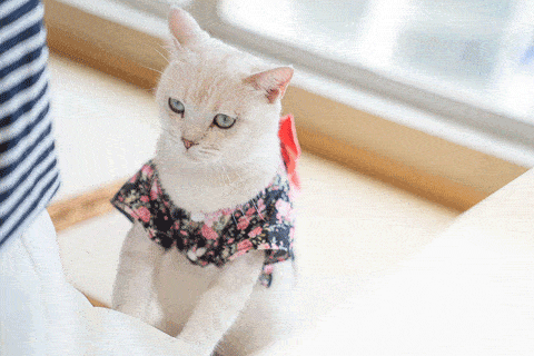 480_320gif 动态图 动图