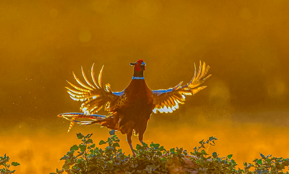 有利必有弊大金鸡人遇上麻烦事了尤其是69年的时间就在10月